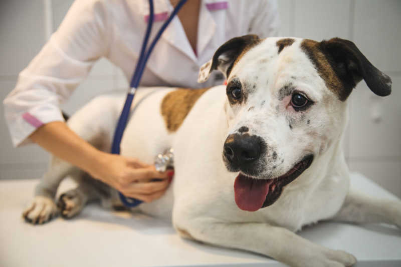Vets can easily diagnose heart disease 