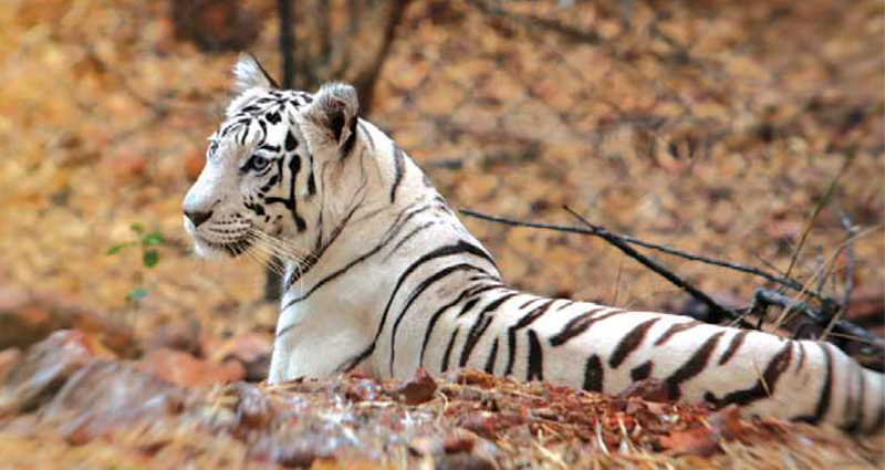 White Tiger: The exiled child of India’s forests