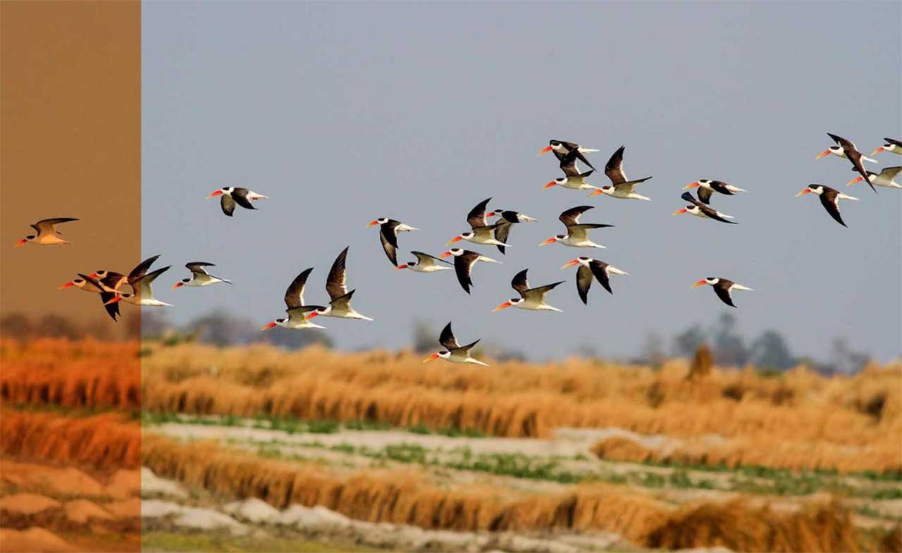 Concrete jungles taking a toll on avian life