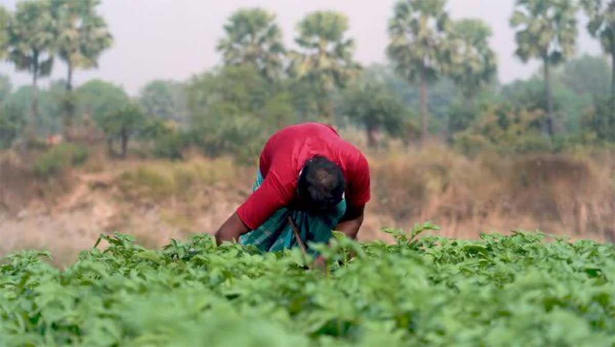 Towards environment-friendly sustainable agriculture