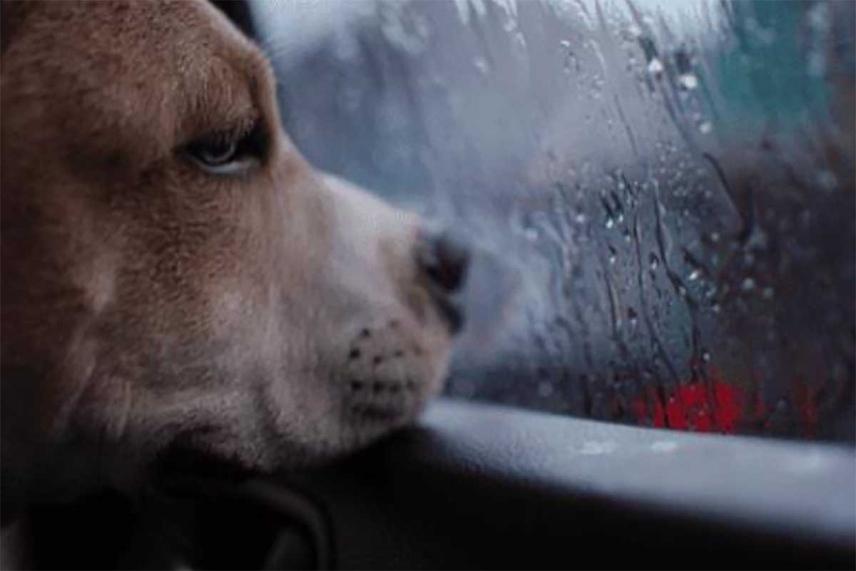 Watch what your pet eats in the monsoon