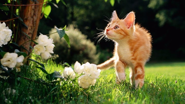 Keep toxic plants out of your cat’s reach