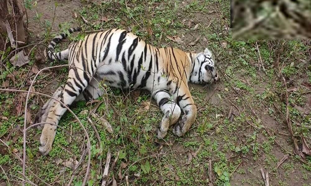 Tiger deaths in MP set alarm bells ringing 