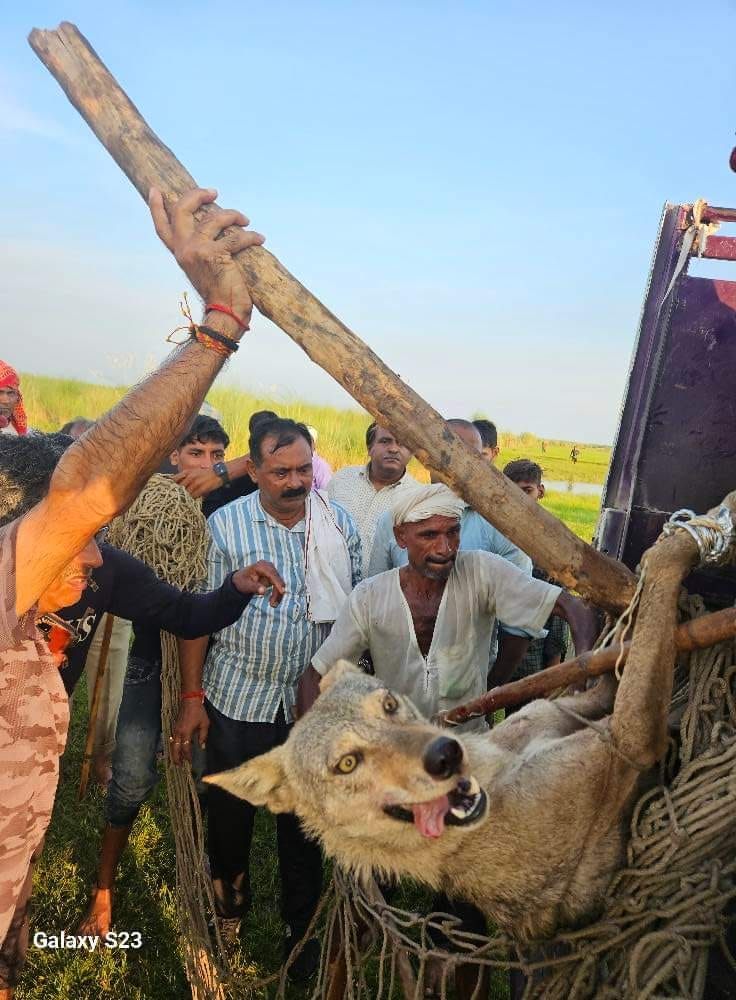 Wolf terror: An end or beginning of new man-animal feud?   