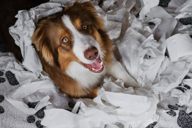 Eating paper in dogs is ‘Pica’ disorder 