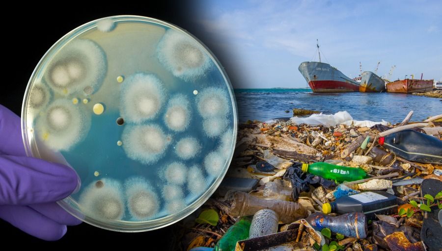 Hope shines on oceans in plastic-eating fungi 