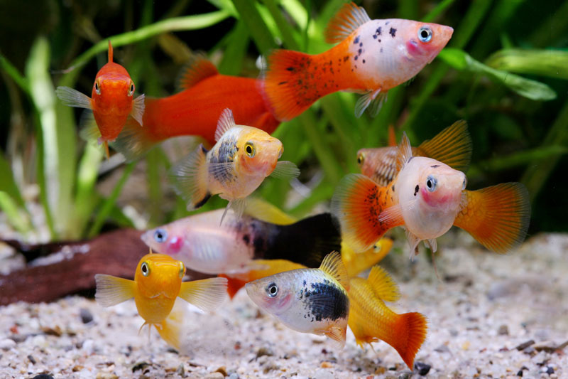 Best aquarium fishes for beginners 