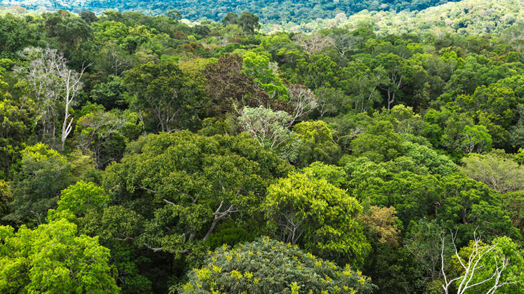 Trees & land absorbed almost no CO2 last year: Study