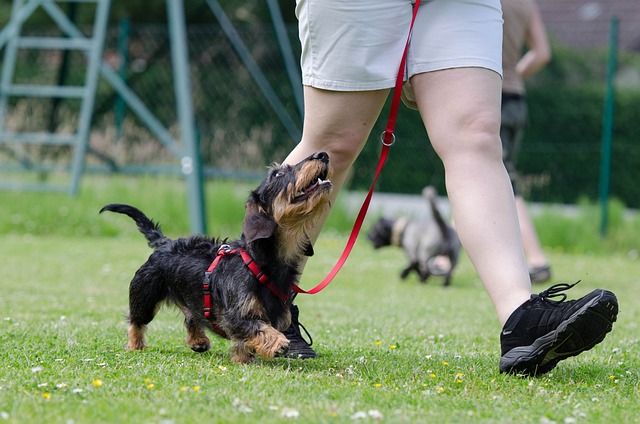 Have you programmed your pooch?