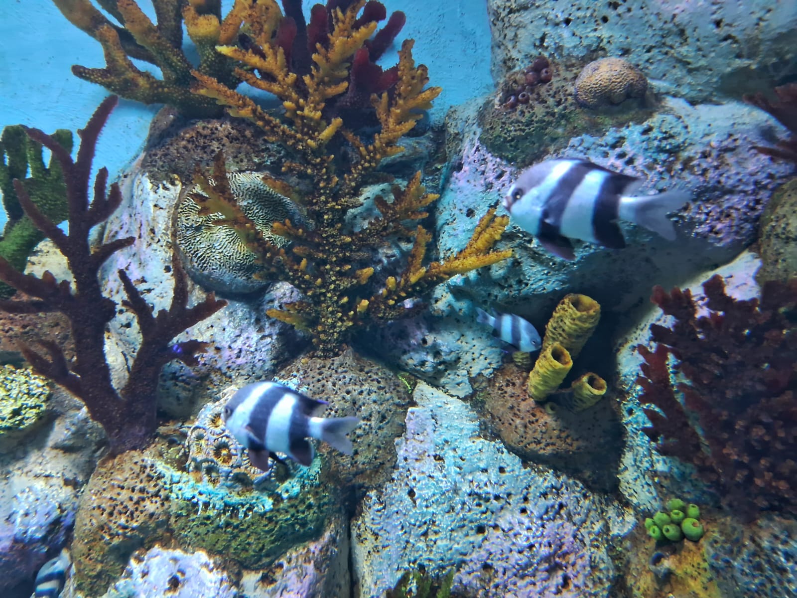 Coral reefs: Home to spectacular diversity of organisms