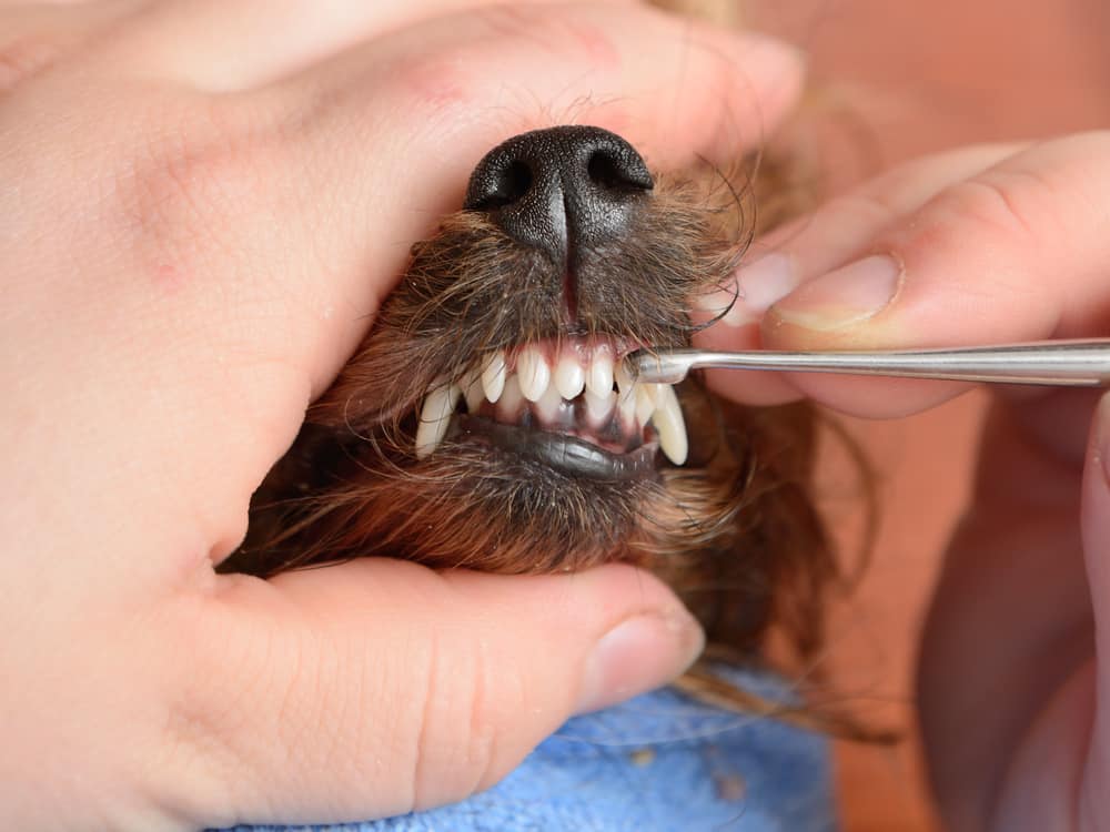 Your pooch and his teeth